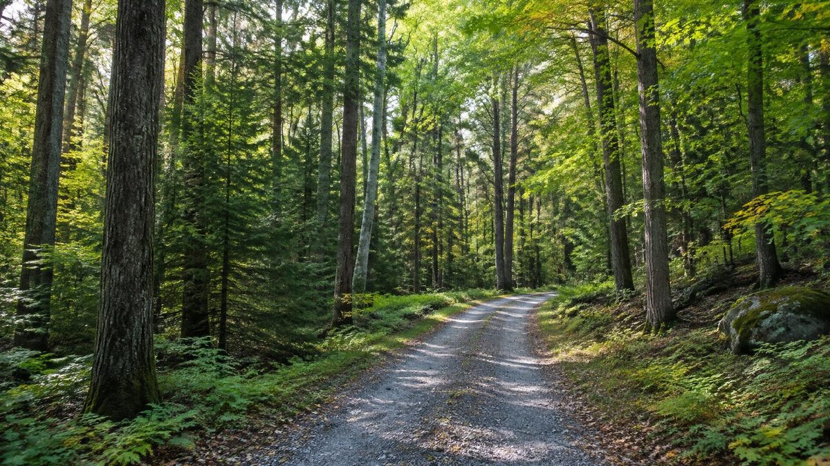 Tall mixed Pocono forest with a narrow gravel lane winding through