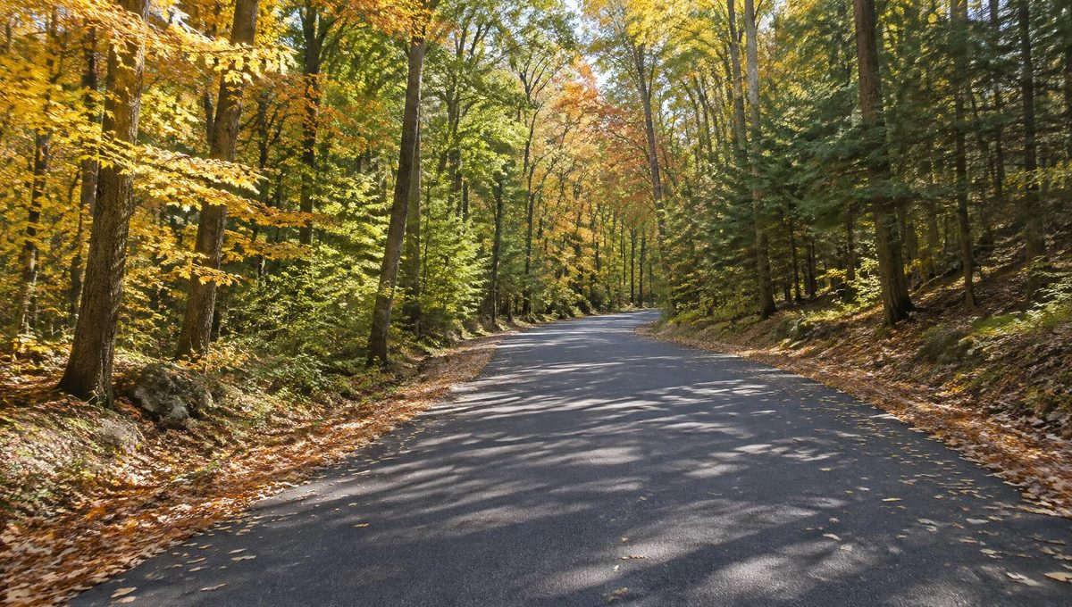 Quiet paved road curving between oaks, maples and hemlocks in early autumn, with dappled afternoon light and fallen leaves along the verges