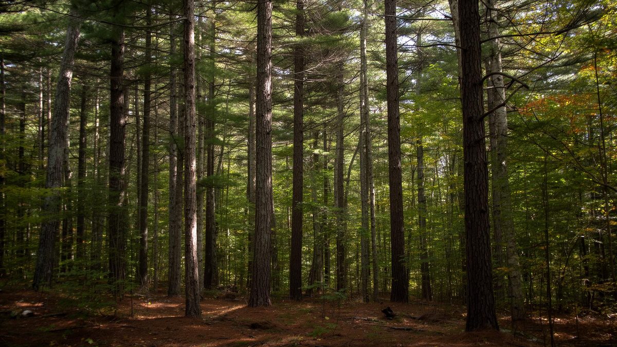 Pocohanna Cabin Colony, a wooded cabin community in Tobyhanna Township, Monroe County, PA
