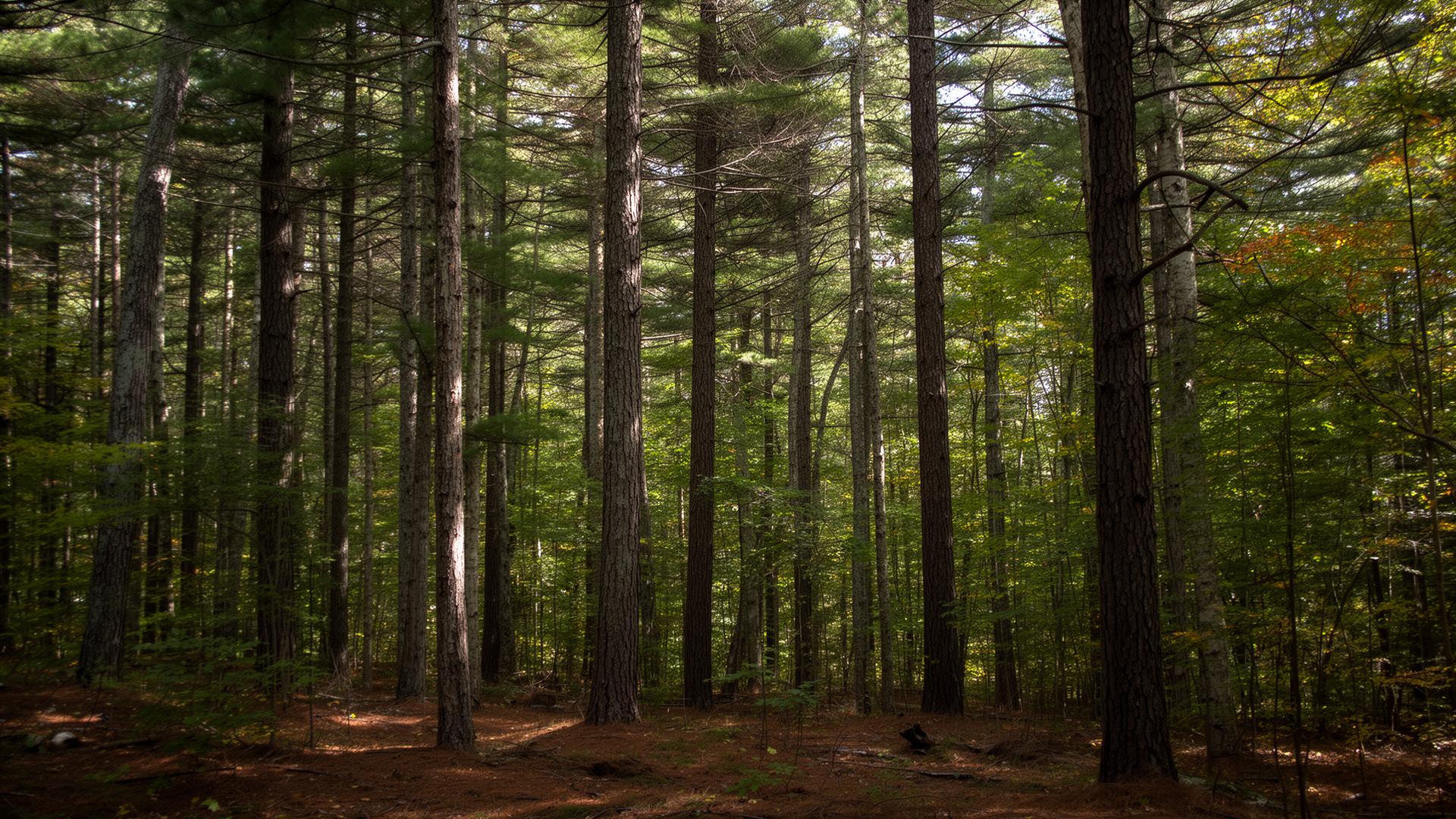 Pocohanna Cabin Colony, a wooded cabin community in Tobyhanna Township, Monroe County, PA
